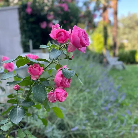 דירה The View אופטיה