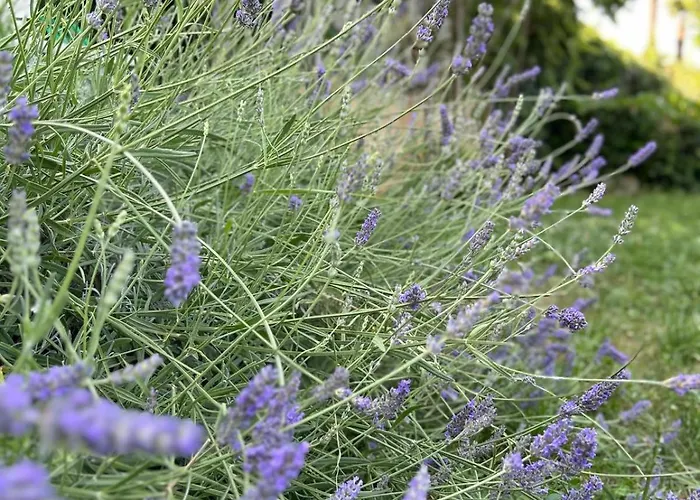 The View アパート